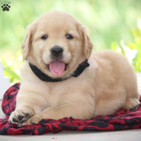 Bella, Golden Retriever Puppy